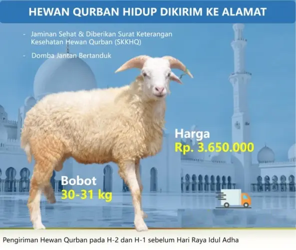 Kurban - Qurban Domba  merak
