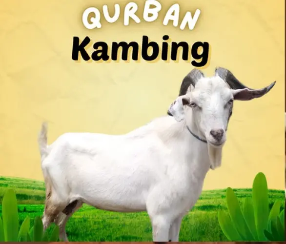 Kurban - Qurban Kambing  merak