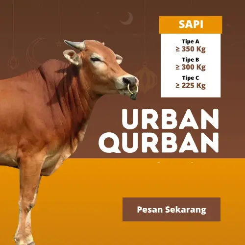 Kurban - Qurban Sapi  merak